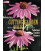 LIBRO CUTTING GARDEN QUILTS